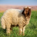جذع فاخر ( تميمة )